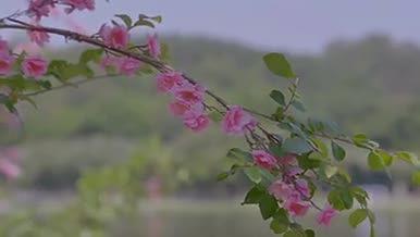 夏季花卉实拍盛开桃花池塘荷花视频的预览图